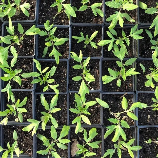 TomatoFlats_2020_640pxsq
