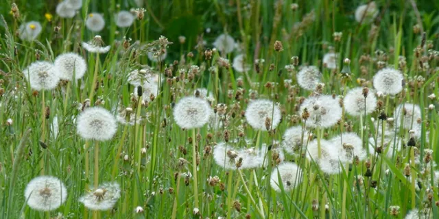 field of weeds