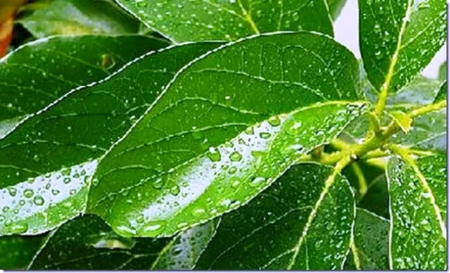 avocado leaves waxy