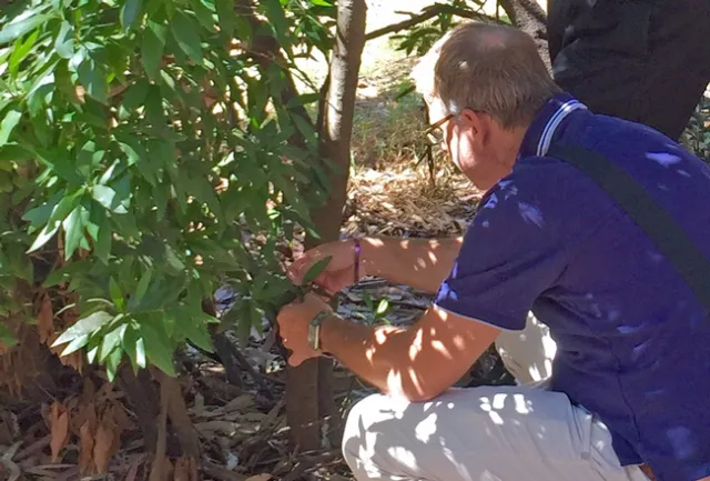 Matteo Garbelotto examines bay laurel for sudden oak death symptoms at the UC Berkeley campus.