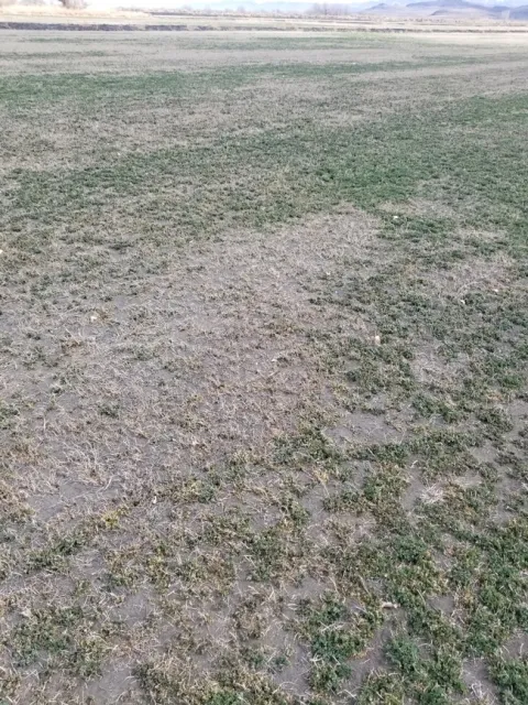 NevadaAphidDamage2020