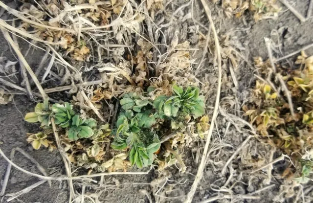 NevadaAphidDamage2020-3