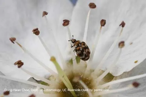 Adult varied carpet beetle on a flower. (Credit: DH Choe)