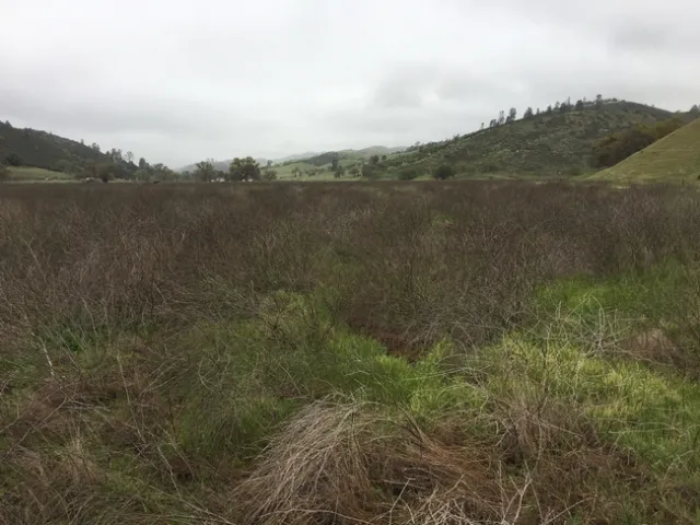 Summer mustard skeletons