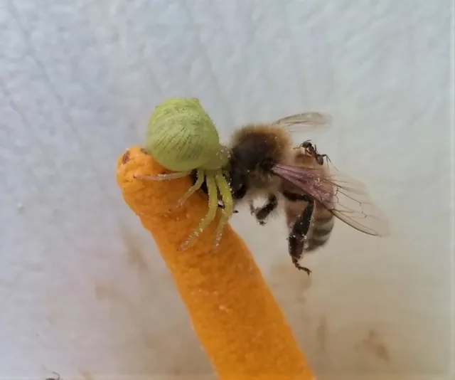 crab spider cropped 4