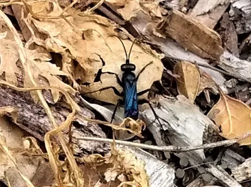 Spider wasp2 cropped
