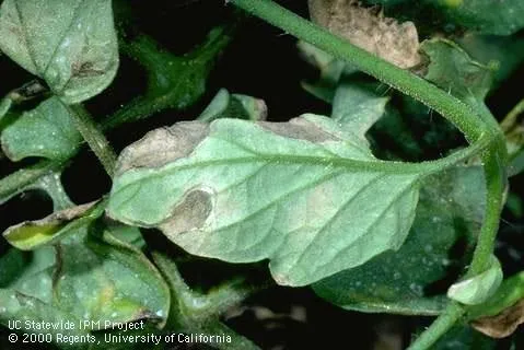 Powdery mildew damage on tomato leaves. (Credit: Jack Kelly Clark)