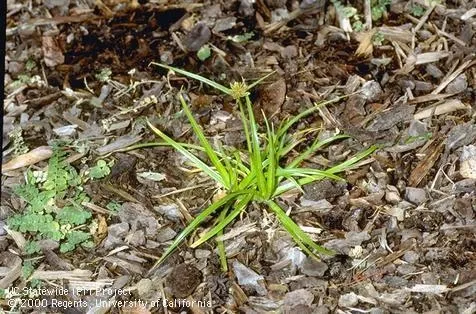 Yellow nutsedge growing through a shallow layer of mulch.<br>(Credit: Jack Kelly Clark)
