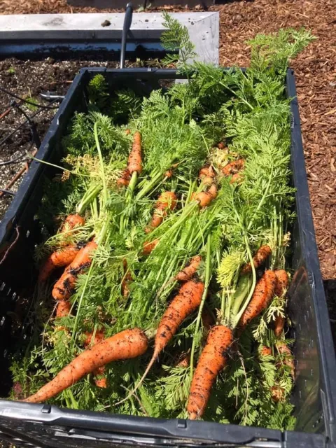 A hand holding yellow carrots just pulled from the dirt.