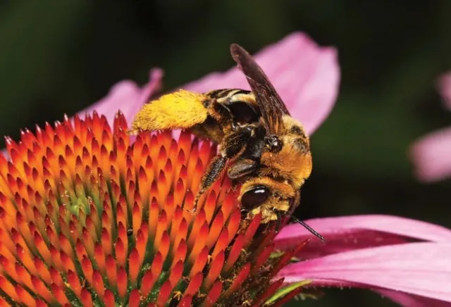 solitary bee on coneflower