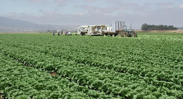 Many perishable produce items, such as romaine, are planted, harvested, packed and shipped according to a precise schedule so it's difficult to quickly adjust the amount of supply.