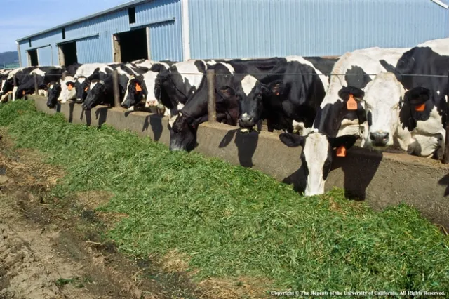 A milk plant that packages milk in small cartons for schools will face challenges in redesigning its operations to supply gallon and half gallon jugs for retail stores.