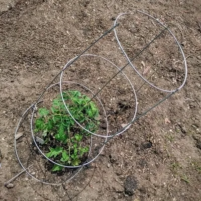 A transplant inside an upside-down 