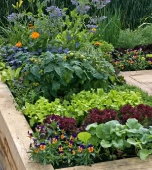 Yucaipa Comm Garden Picture 8