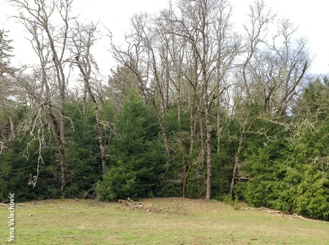 UCCE research on the impact of conifer encroachment helped facilitate policy changes that make it easier for California landowners to remove conifers from oak woodlands. (Photo: Yana Valachovich)