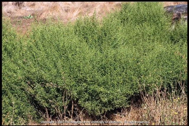 Stinkwort. Photo by Joseph DiTomaso.