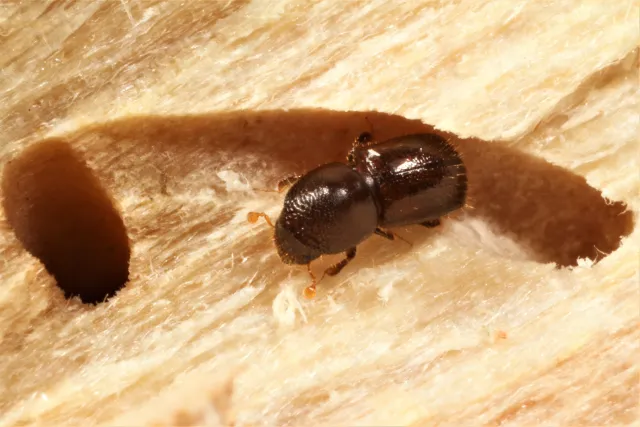 Invasive Shot Hole Borer ISHB