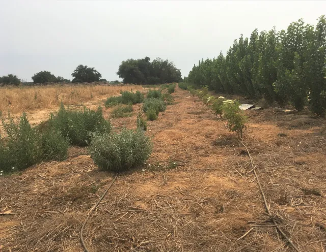 Row of young elderberry trees
