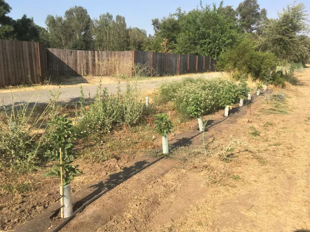 Row of young elderberry trees growing in tree protection tubes
