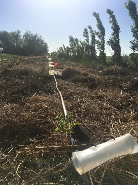 Tree protection tubes adjacent to young elderberry trees in a row