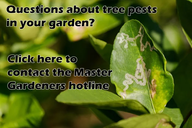Master Gardener Tree Pest Hotline