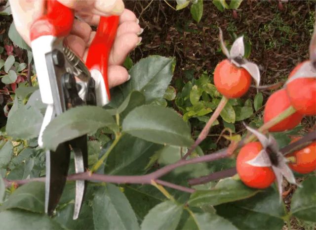 Rose Pruning pic