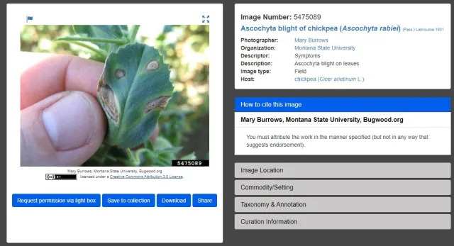Photo by Mary Burrows, Montana State University
