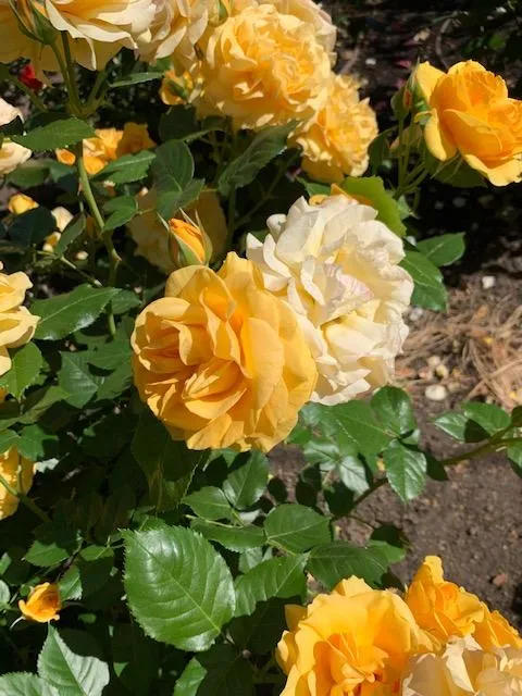 <b><center>Julia Child</center></b>