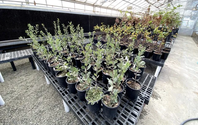 Pathogenicity Studies Underway. Photo by Dr. Akif Eskalen, UC Davis