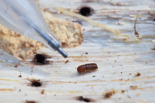 The tip of a pen illustrates the size of a female beetle. Photo by Curtis Ewing, CALFIRE