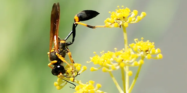 mud dauber wasp