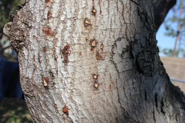 shot hole damage avocado