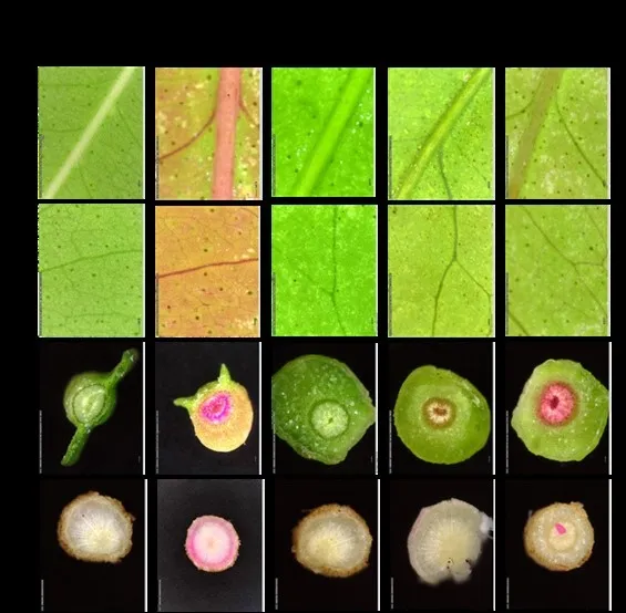 dye distribution in citrus trunks fig 1