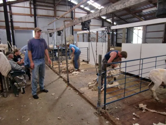 Sheep shearing class at the UC Hopland Research and Extension Center in 2010. An online Q&A session will be held this year due to COVID-19 restrictions on in-person meetings.