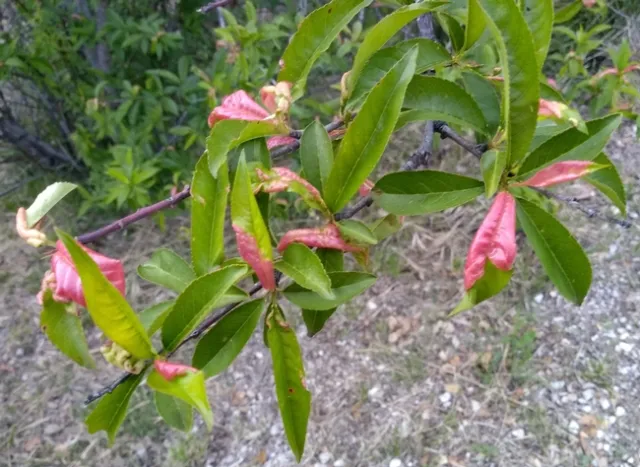 Read our tips to keep your peach or nectarine tree healthy.
