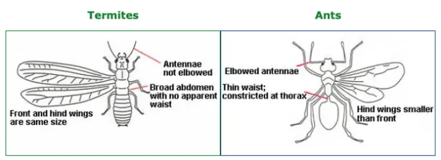 Termite vs ant