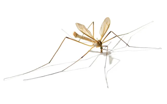 Adult European crane fly on white backdrop.