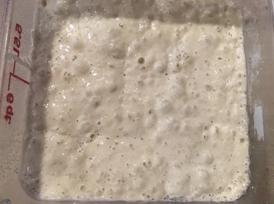 Well fed sourdough starter showing bubbles