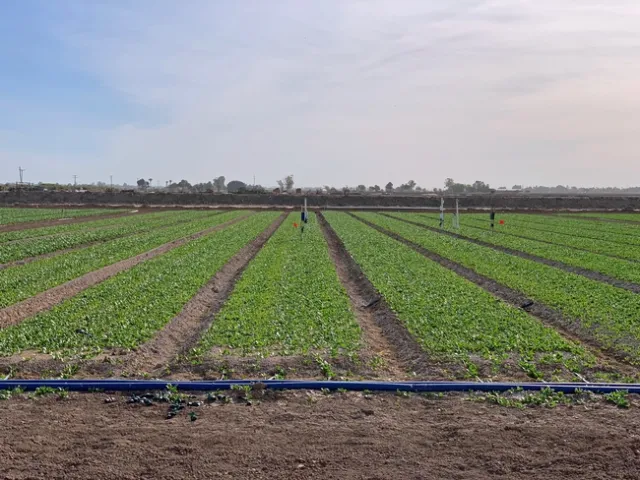 Early research results show that drip irrigation reduces downy mildew in organic spinach dramatically.