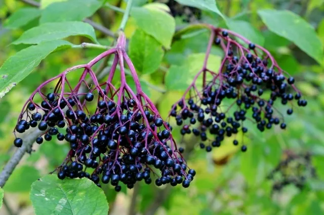 SAREP academic coordinator Sonja Brodt has been developing best practices for growing elderberries.