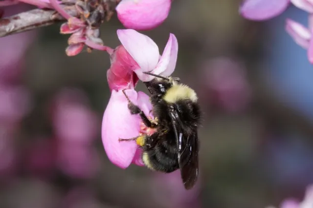 Bombus vosnesenskii, a native pollinator of avocados. Photo by Rollin Coville.