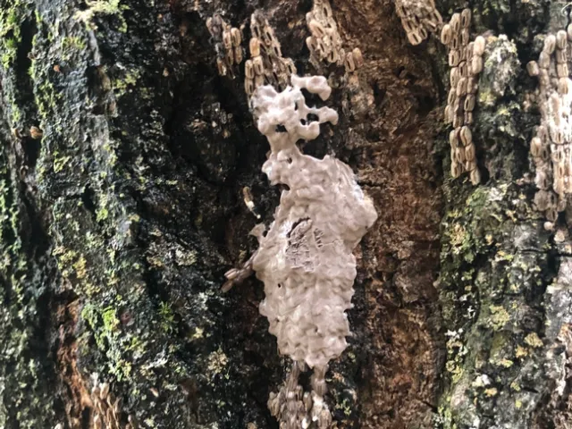 The spotted lanternfly egg mass looks like a splash of mud. (Photo: Surendra Dara)