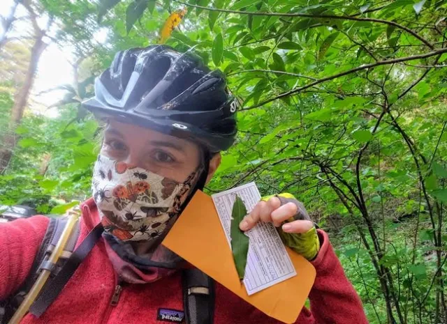 SOD Program Coordinator Kerry Wininger collects California Bay Laurel leaves for the Sudden Oak Death Blitz by bicycle while social distancing and wearing a mask made by SOD Specialist Master Gardener Janet Calhoon