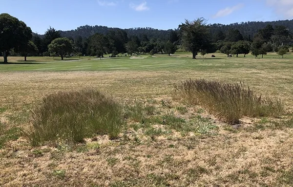 grasstplotcourse for blog