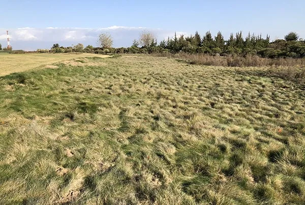 Native grass research trials in Monterey, CA and Dinuba, CA. Photos by Maggie Reiter.