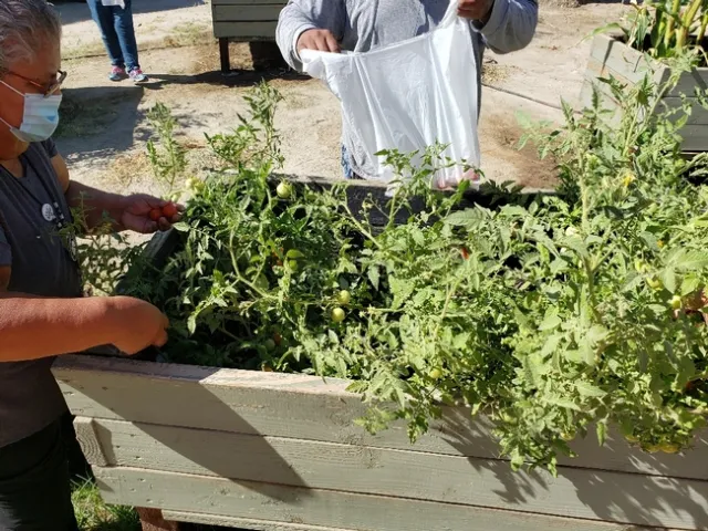 Three youth and six senior members of the tribe harvested produce on the morning of May 12, 2020.