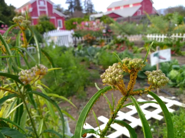 aphids on narrow leaf milkweed Hansen