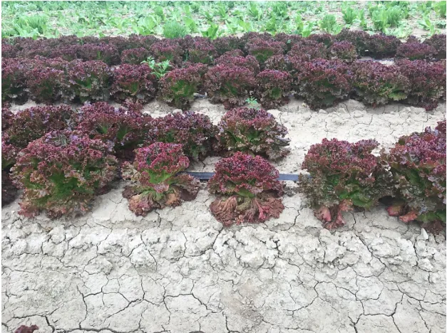 Screen Shot 2020-05-19 at 10.51.32 AM