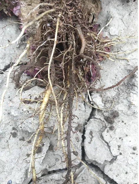 Screen Shot 2020-05-19 at 11.05.27 AM