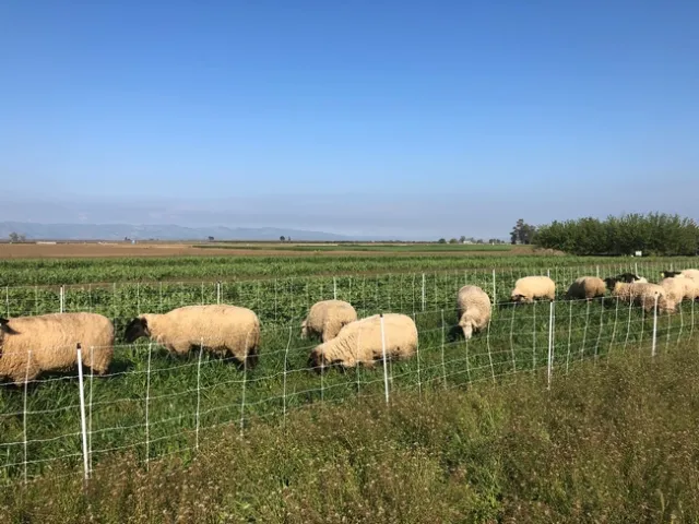 Sheep graze on winter cover crop at Russell Ranch. Photo by Alda Pires